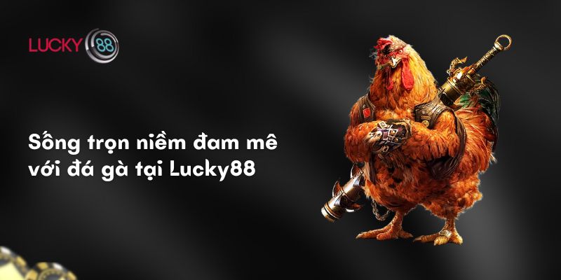 Sống trọn niềm đam mê với đá gà tại Lucky88